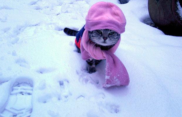 cat_nj_snow1